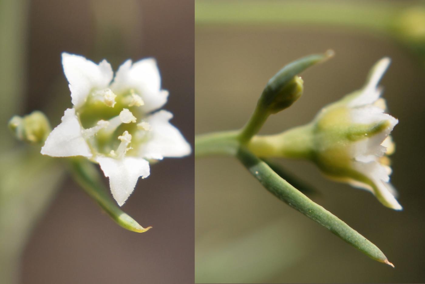 Bastard Toadflax, Branched flower